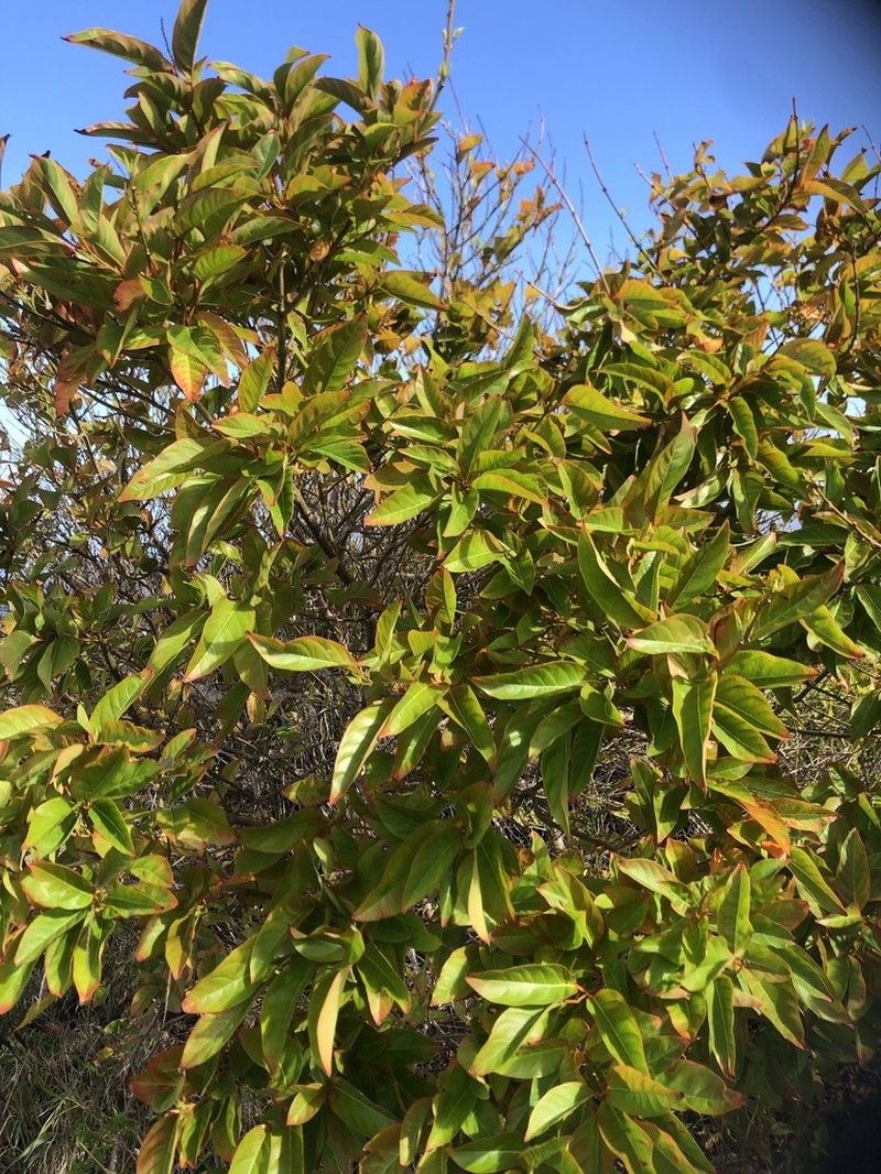 Spiny Fiddlewood photo 6
