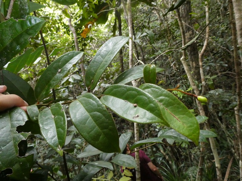Citronella hirsuta