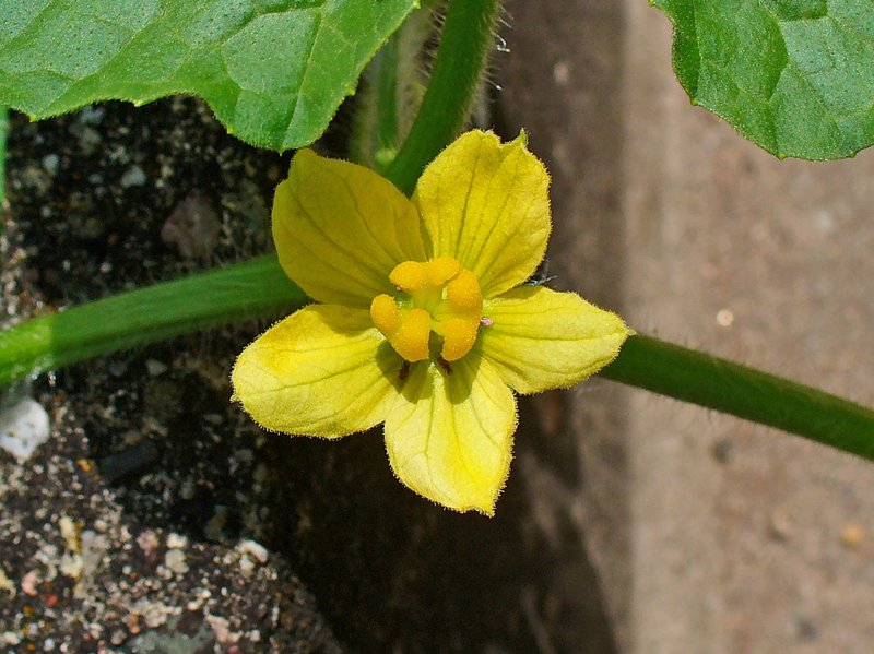Colocynth photo 5