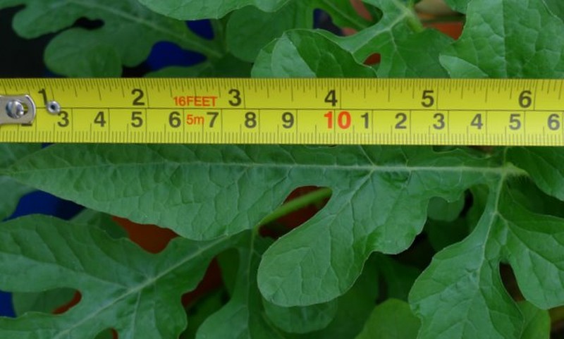 Watermelon photo 3