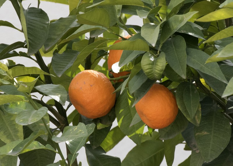 Sour Orange photo 2