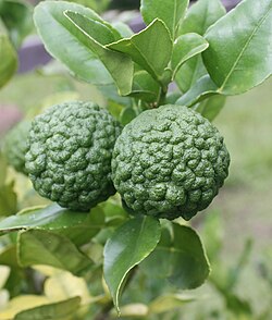 Citrus hystri