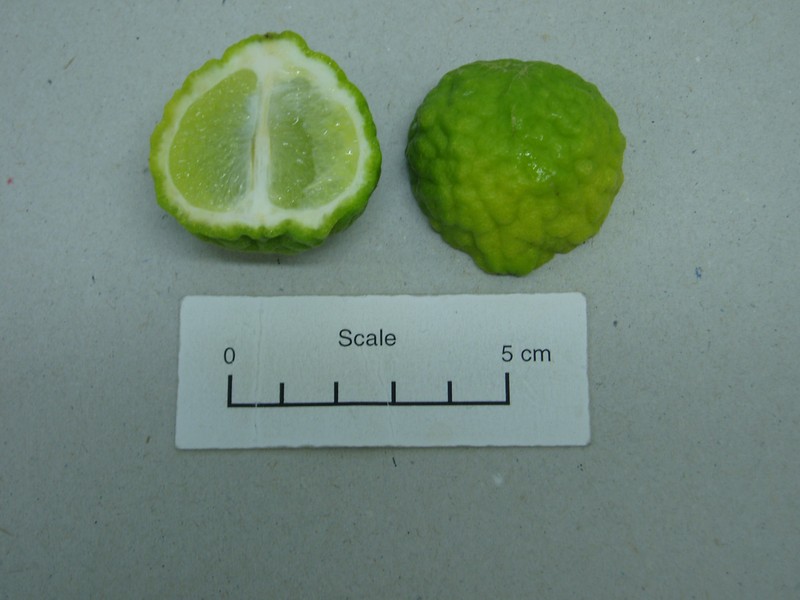 Citrus hystri photo 4