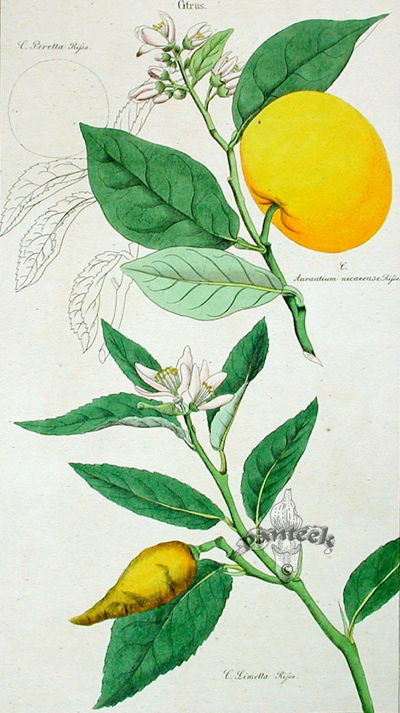 Bitter Orange