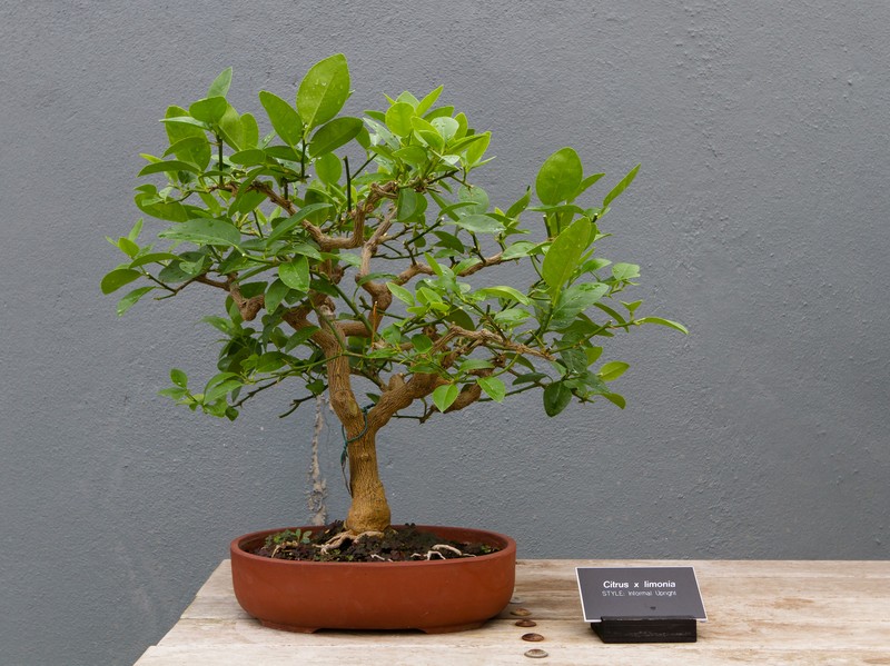 Mandarin Lime