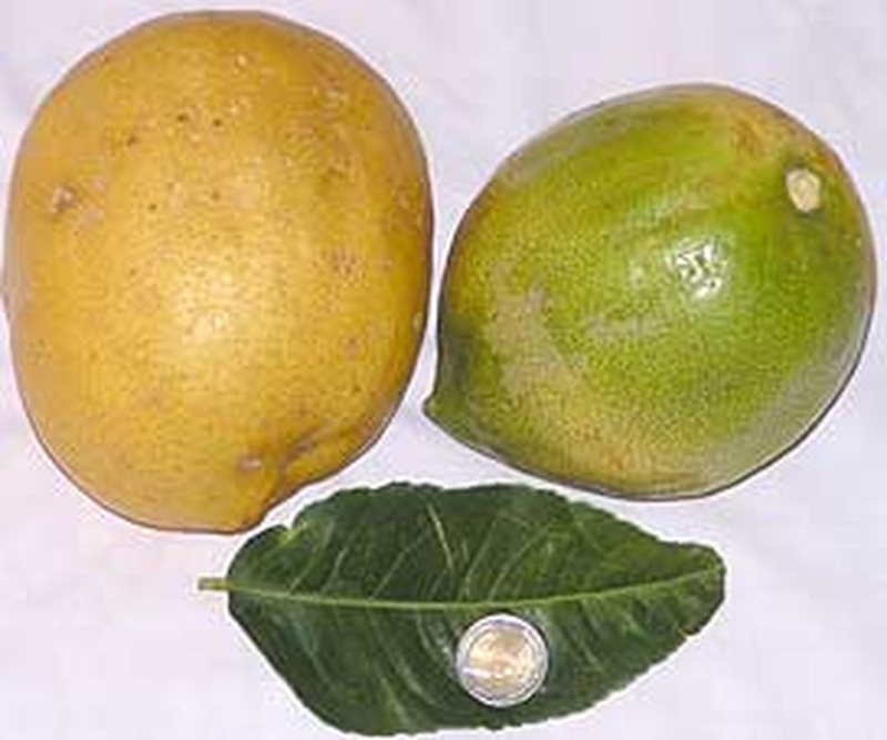 Citron photo 6