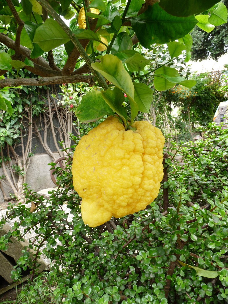 Citron photo 7