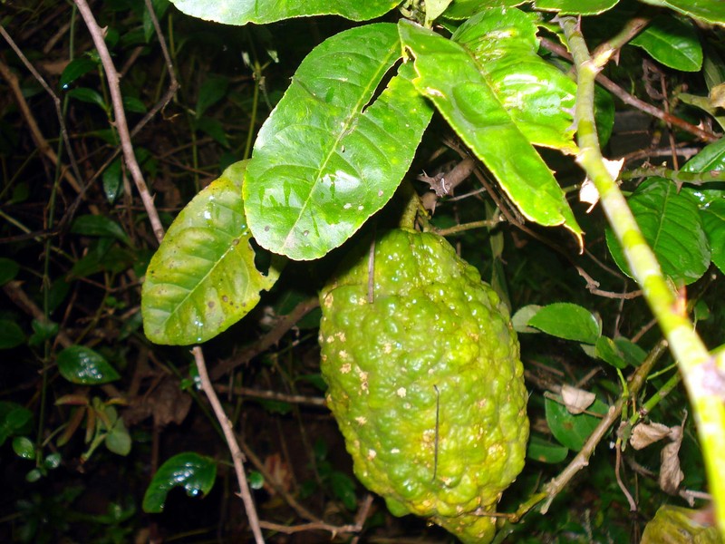 Citron photo 8