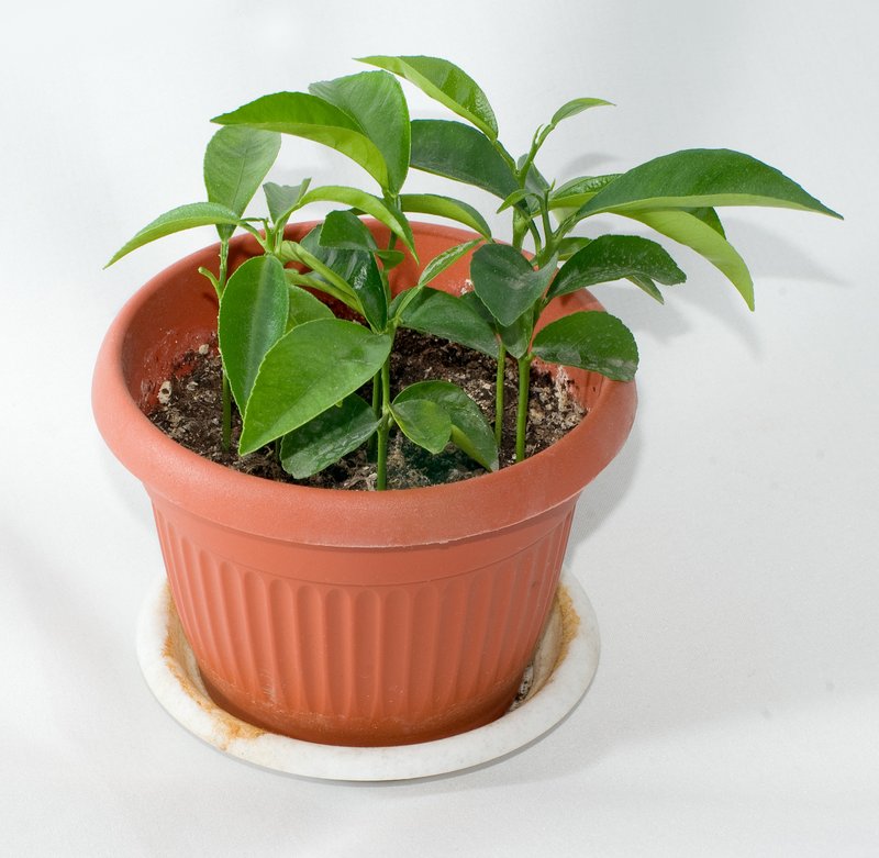 Tangerine photo 3