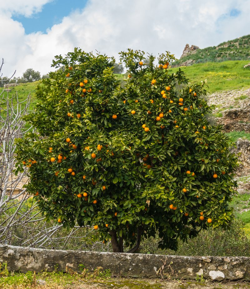 Tangerine photo 7