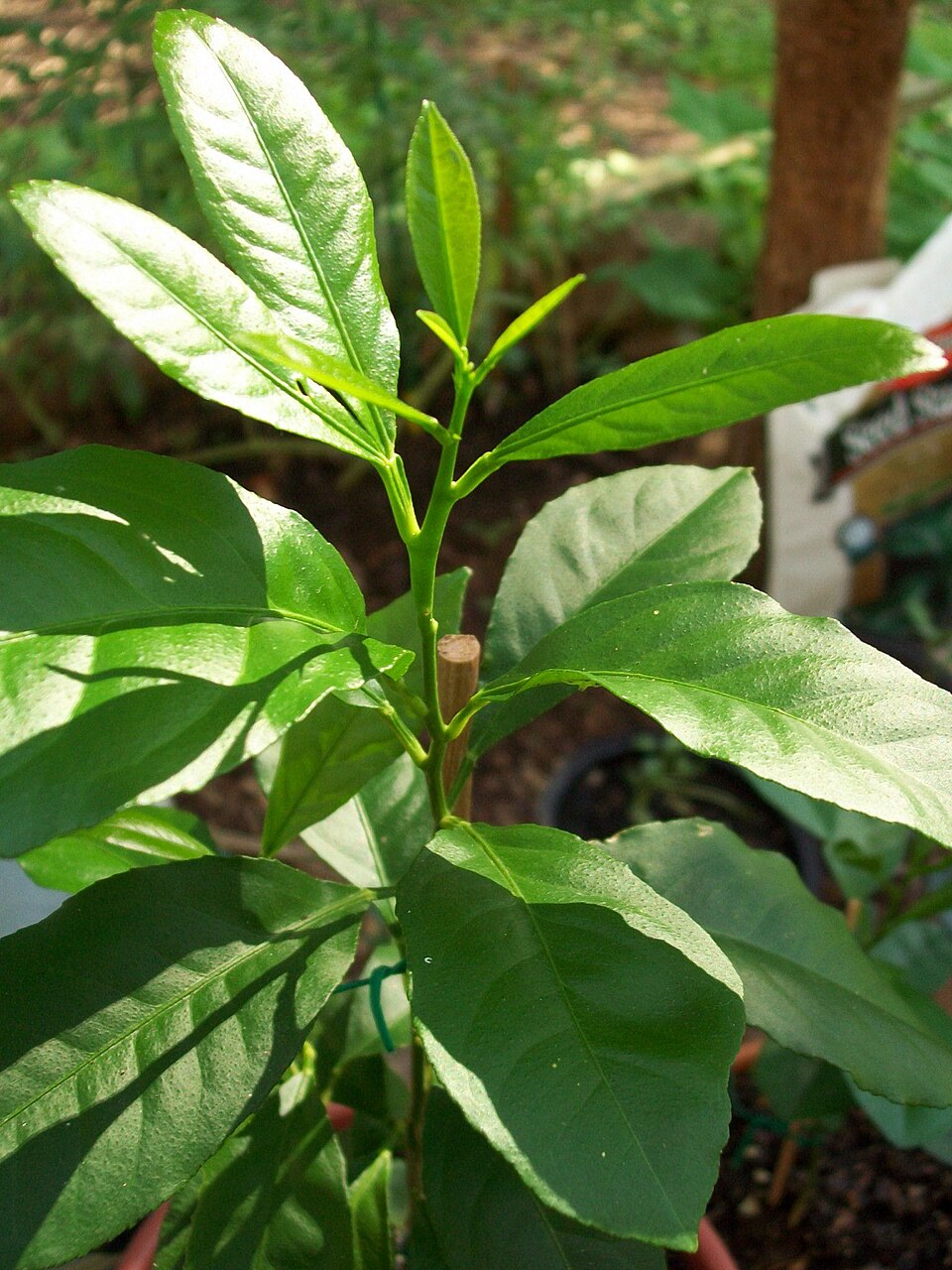 Lemon photo 2
