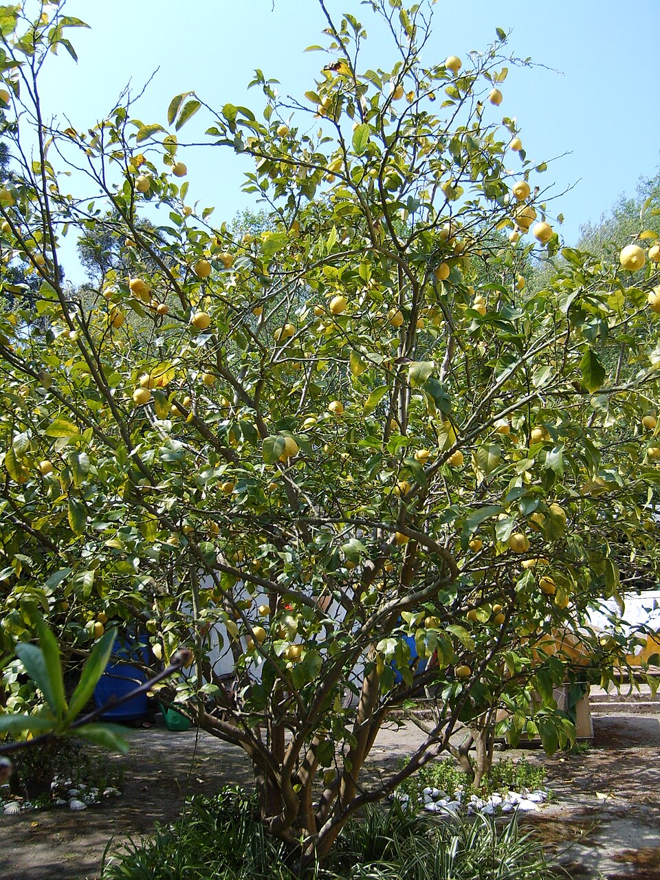 Lemon photo 3
