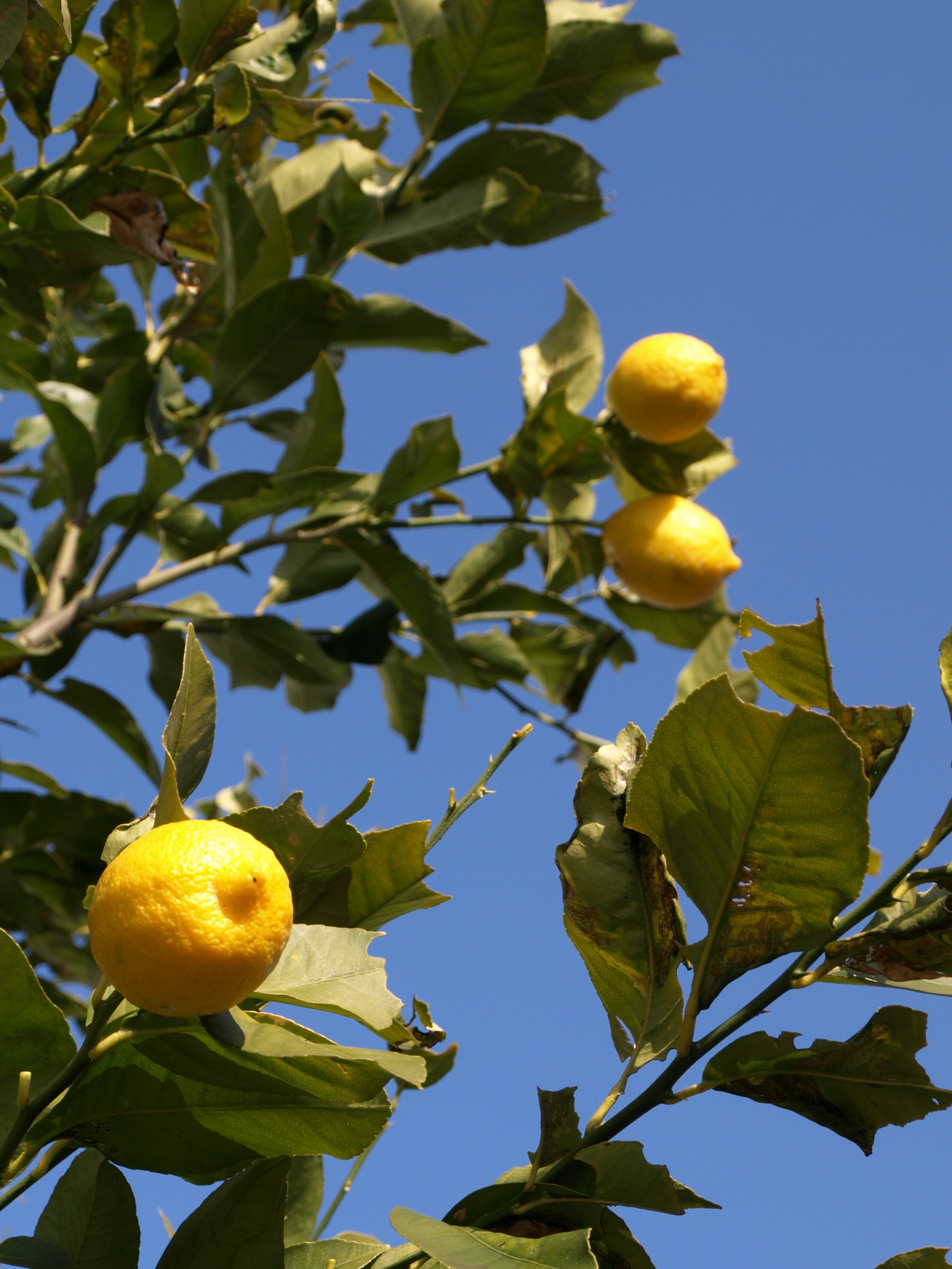 Lemon photo 5