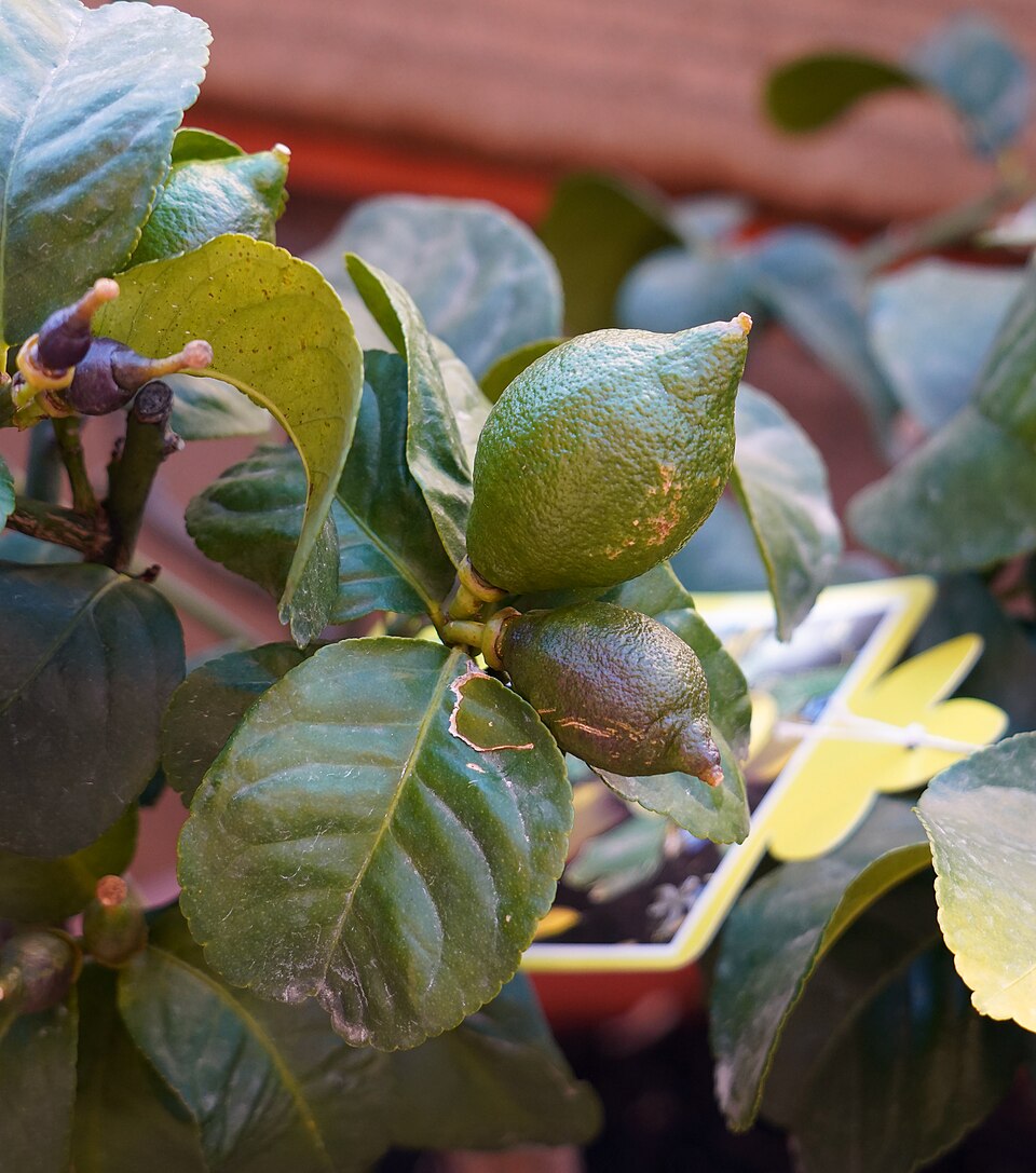 Lemon photo 8