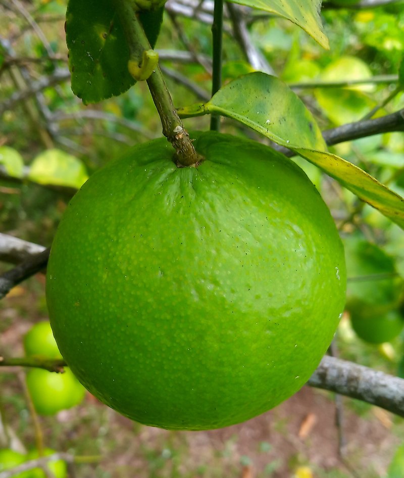 Key Lime photo 3