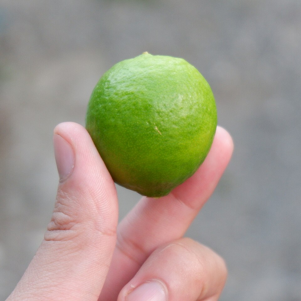 Key Lime photo 5