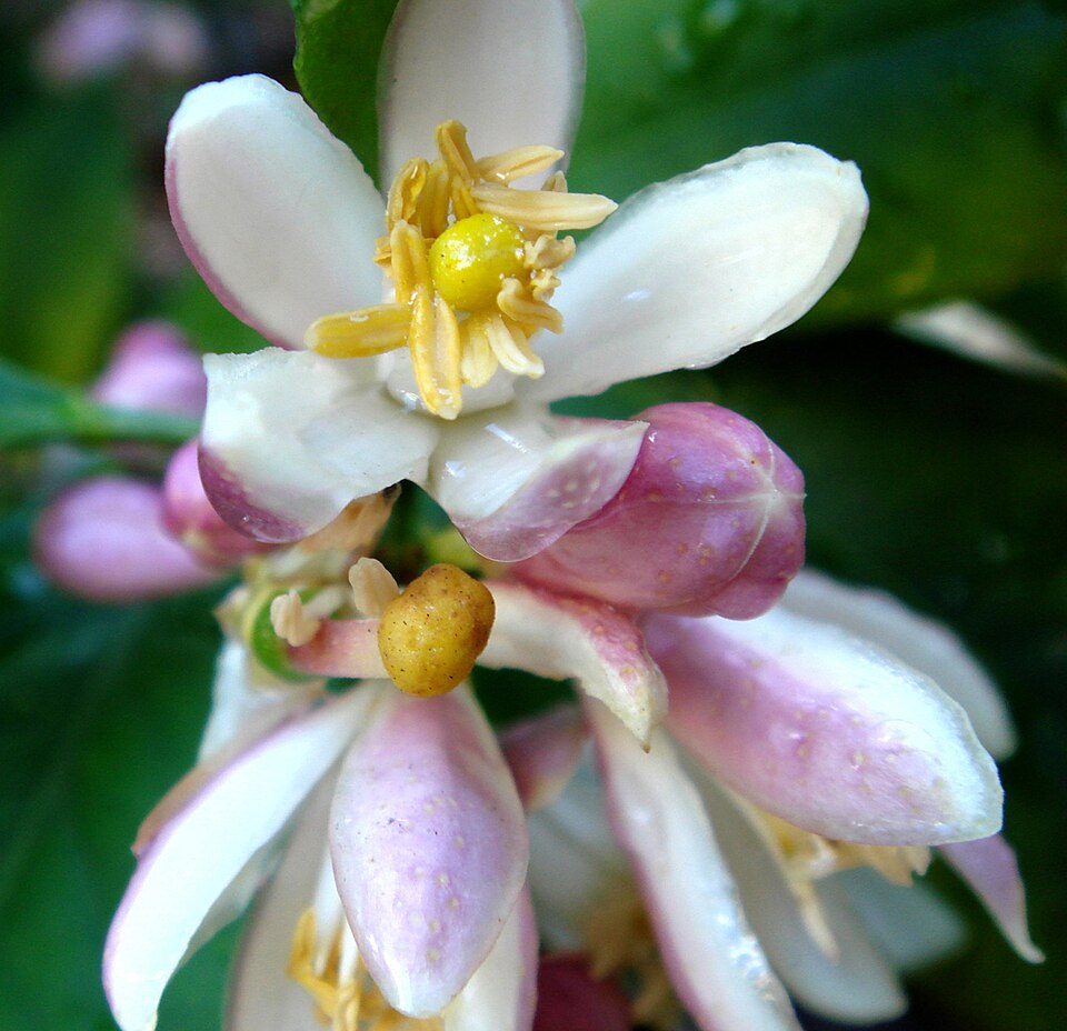 Key Lime photo 6