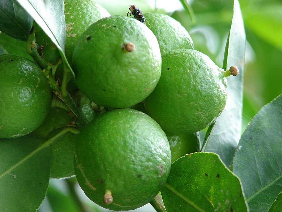 Key Lime photo 8