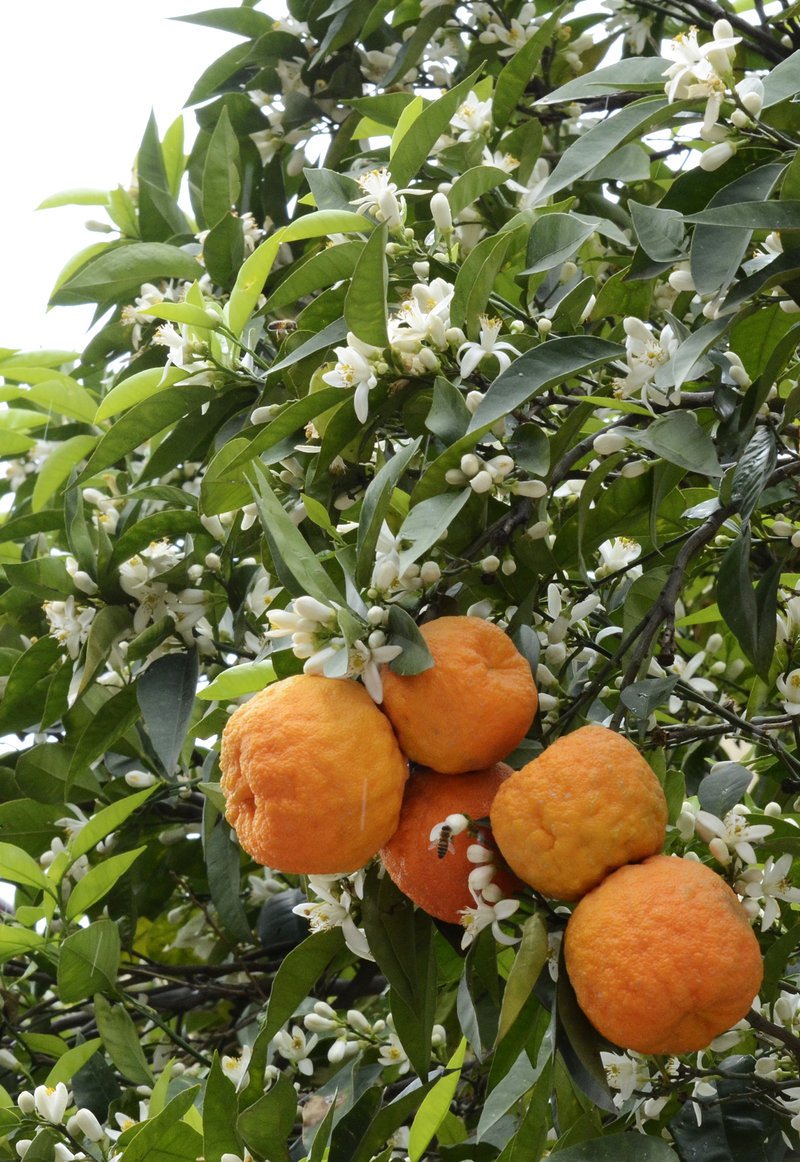 Sour Orange photo 4