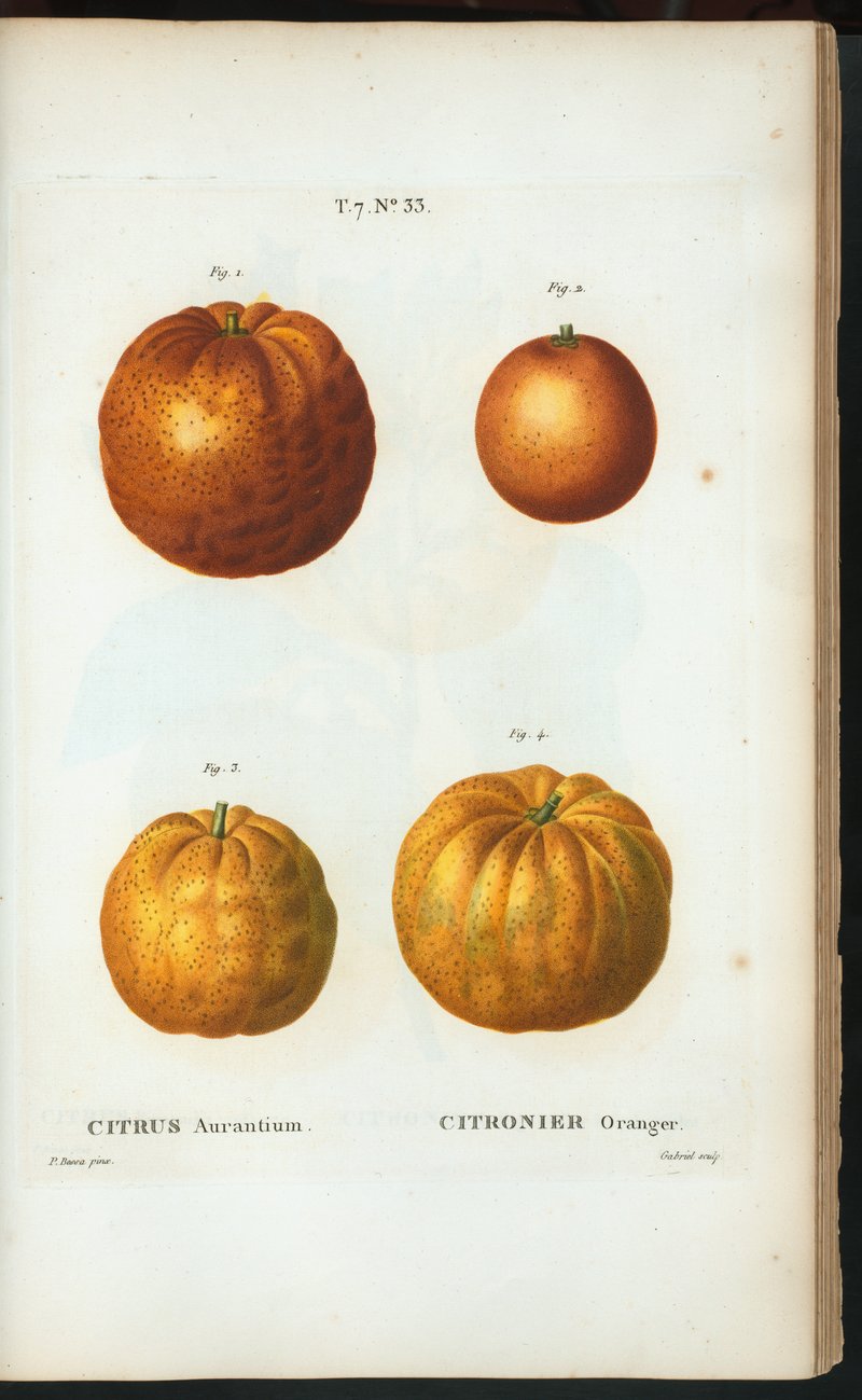 Sour Orange photo 5