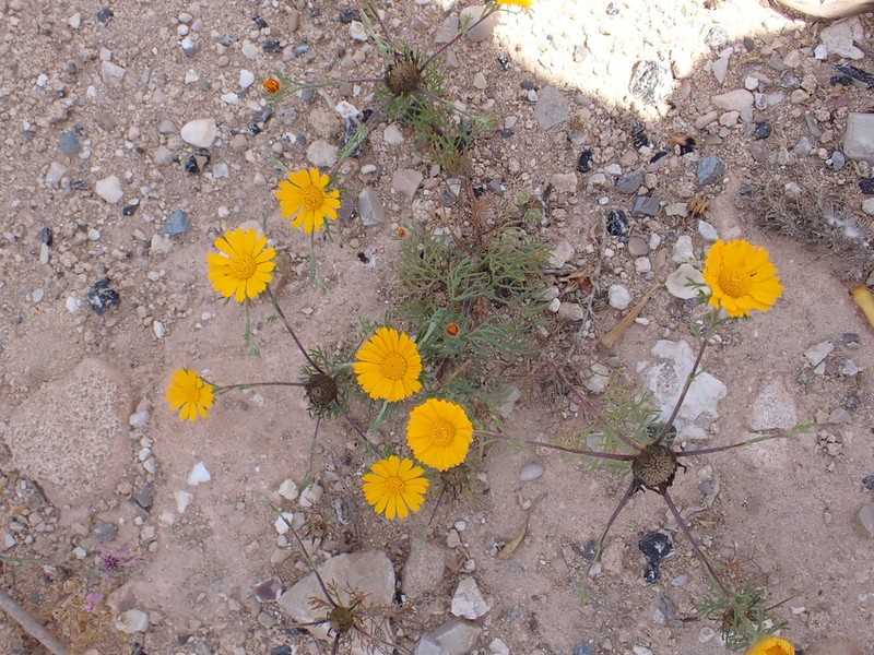 Cladanthus arabicus