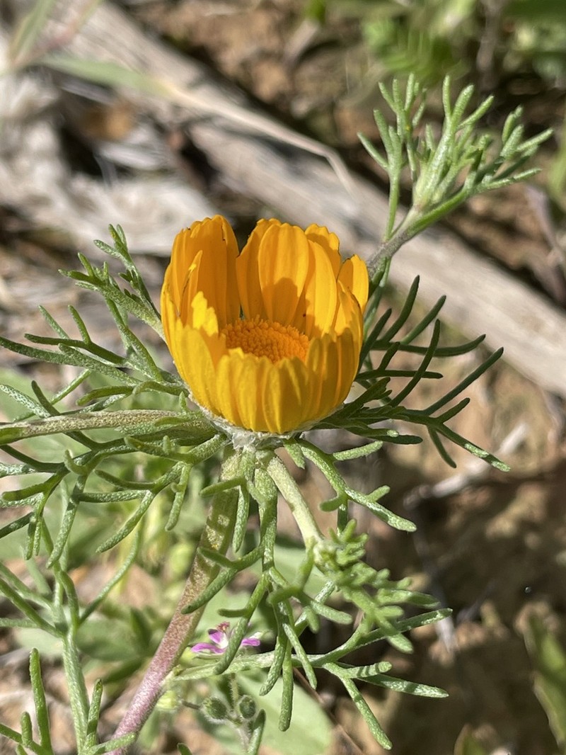 Cladanthus arabicus photo 3