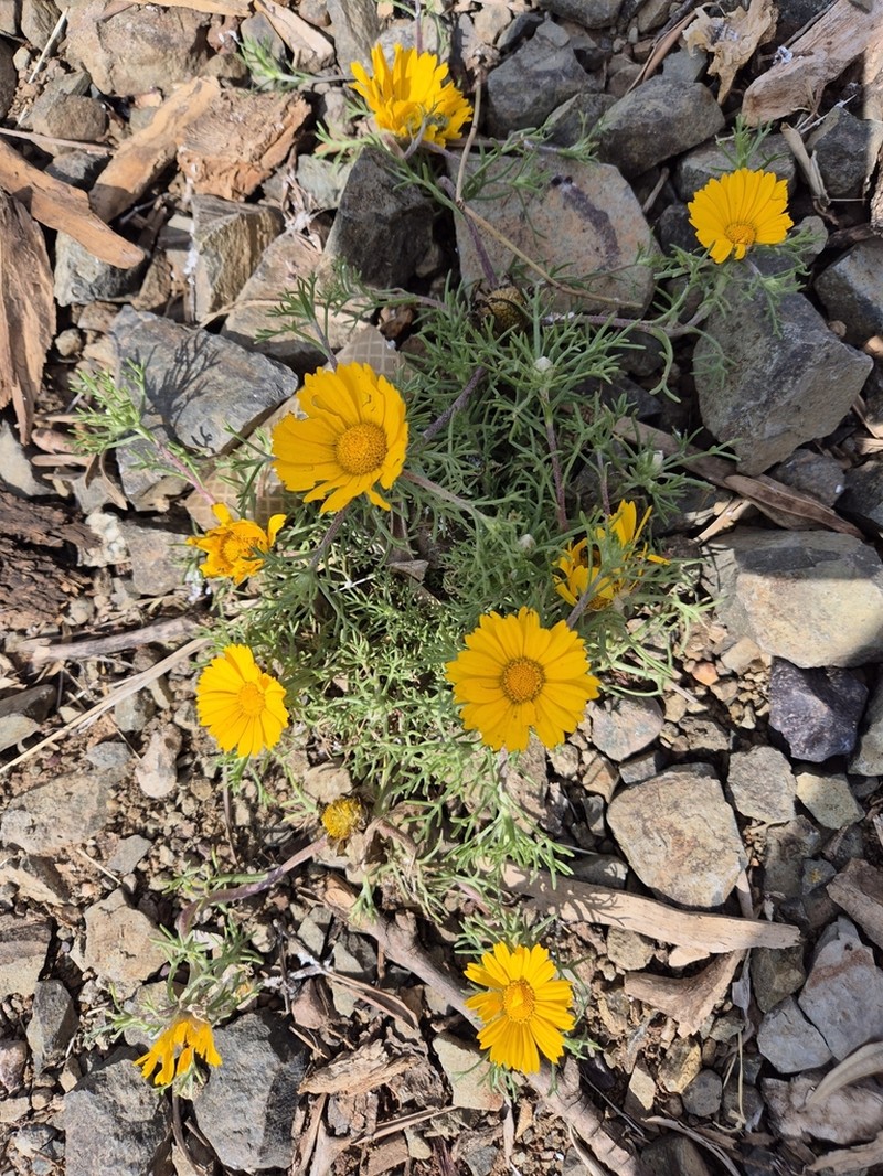 Cladanthus arabicus photo 4