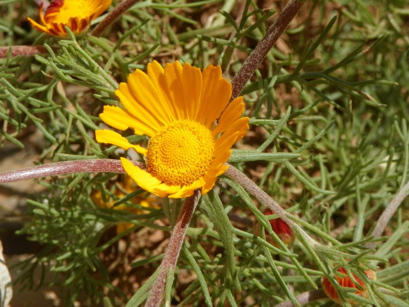 Cladanthus arabicus photo 5