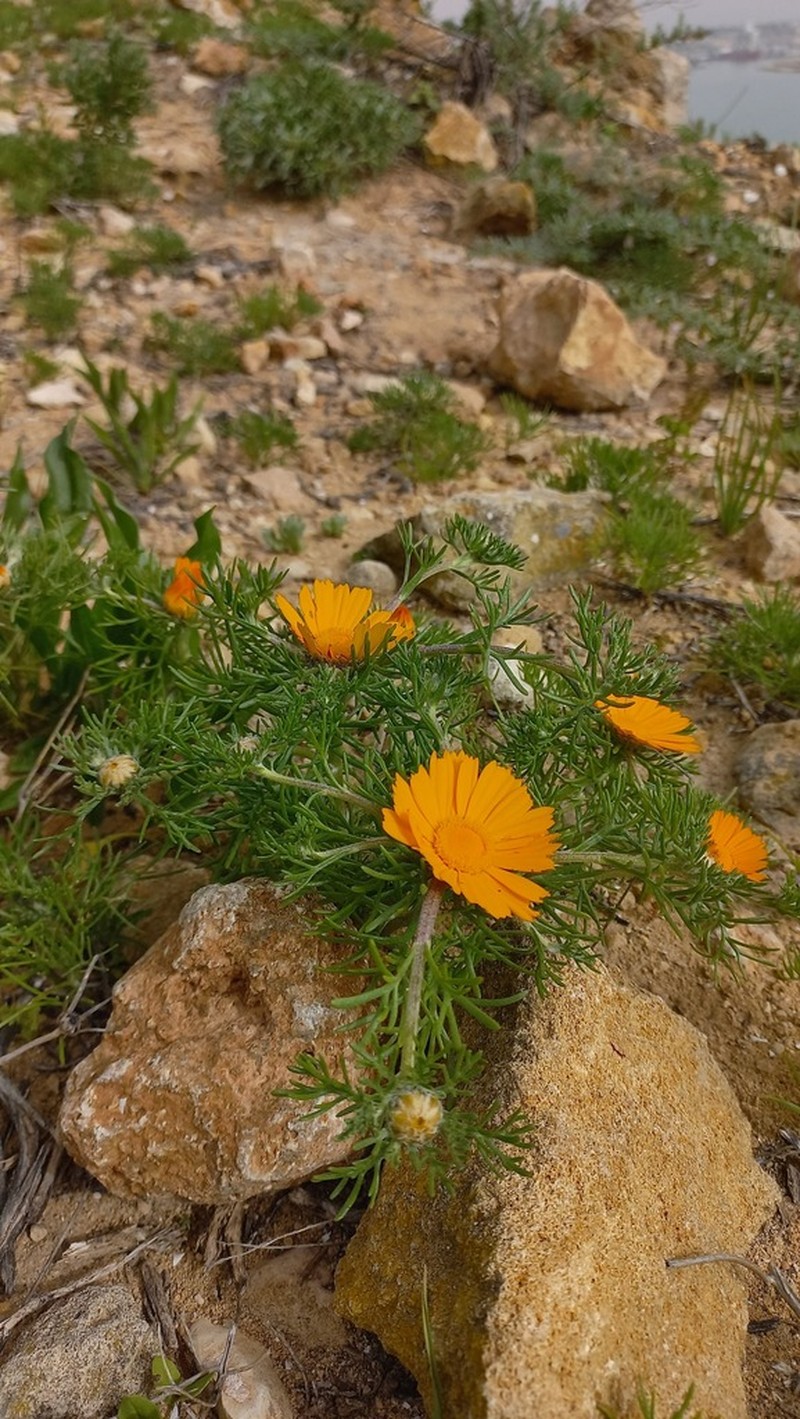 Cladanthus arabicus photo 6