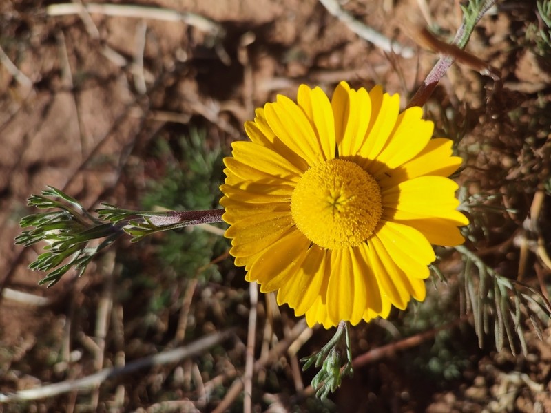 Cladanthus arabicus photo 7