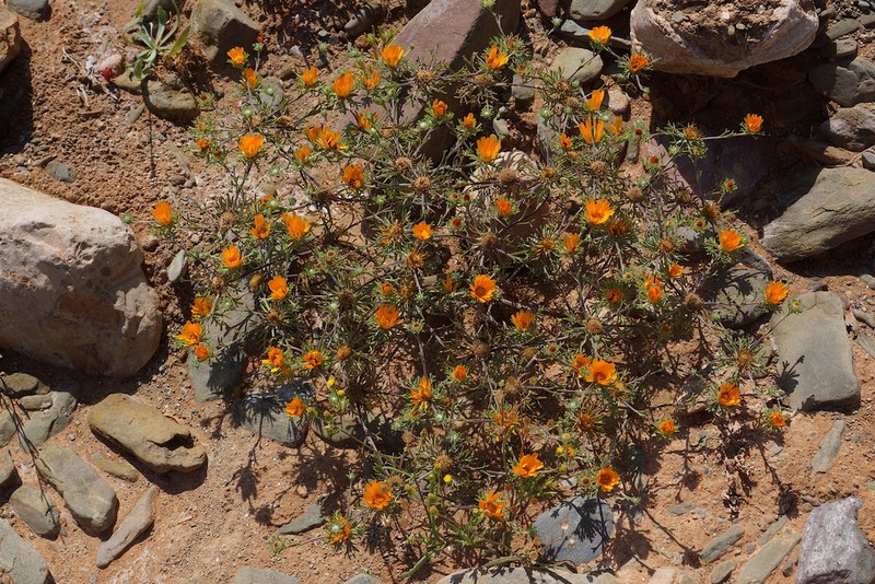 Cladanthus arabicus photo 8