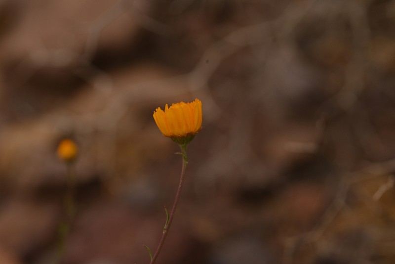 Cladanthus eriolepis