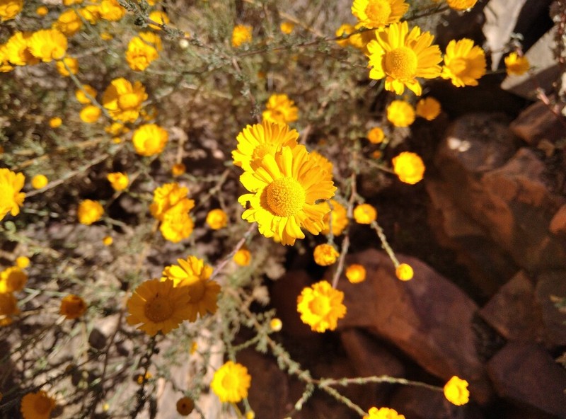 Cladanthus eriolepis photo 2