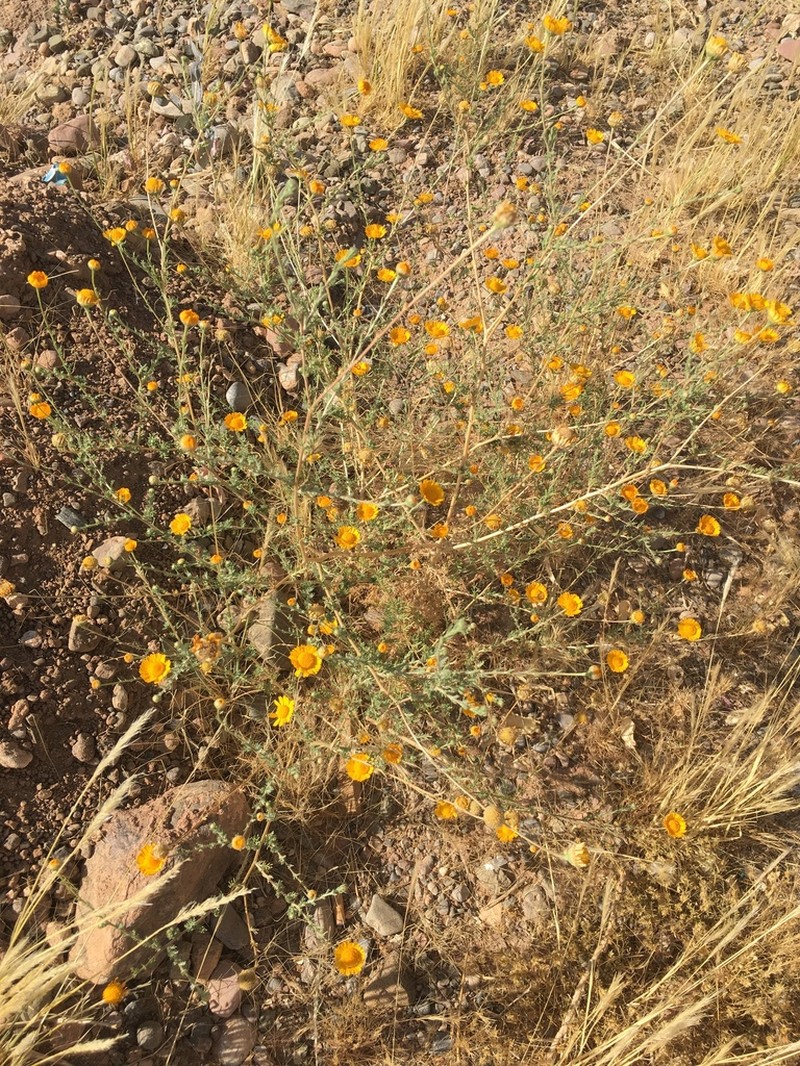 Cladanthus eriolepis photo 3