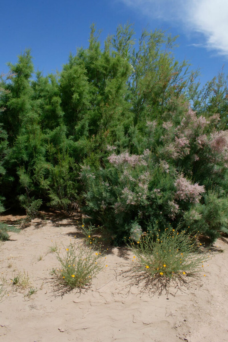 Cladanthus eriolepis photo 4