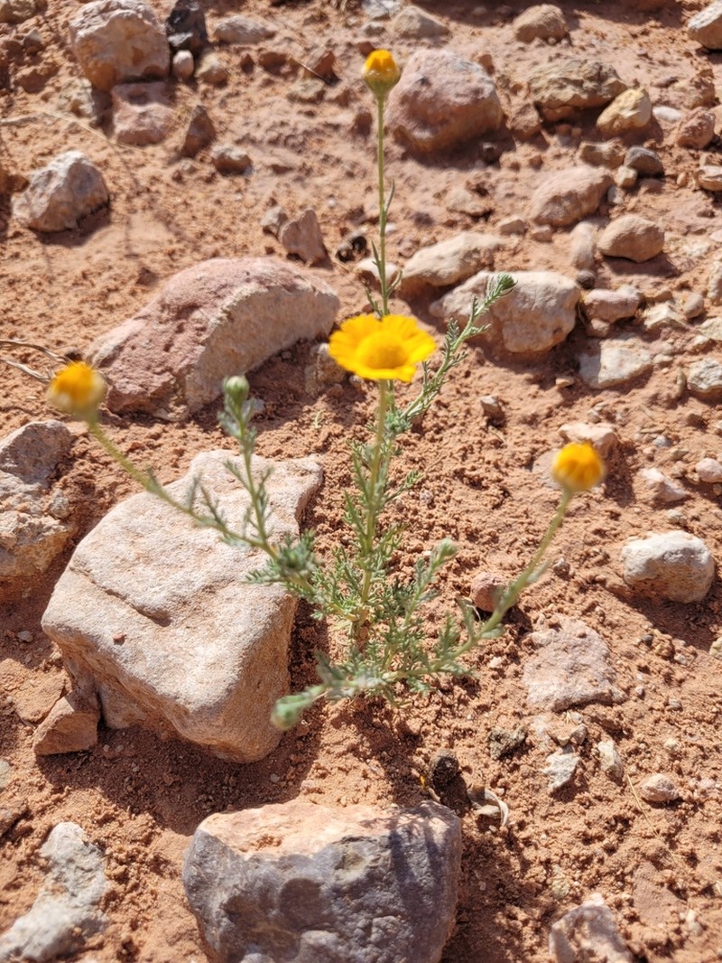 Cladanthus eriolepis photo 5