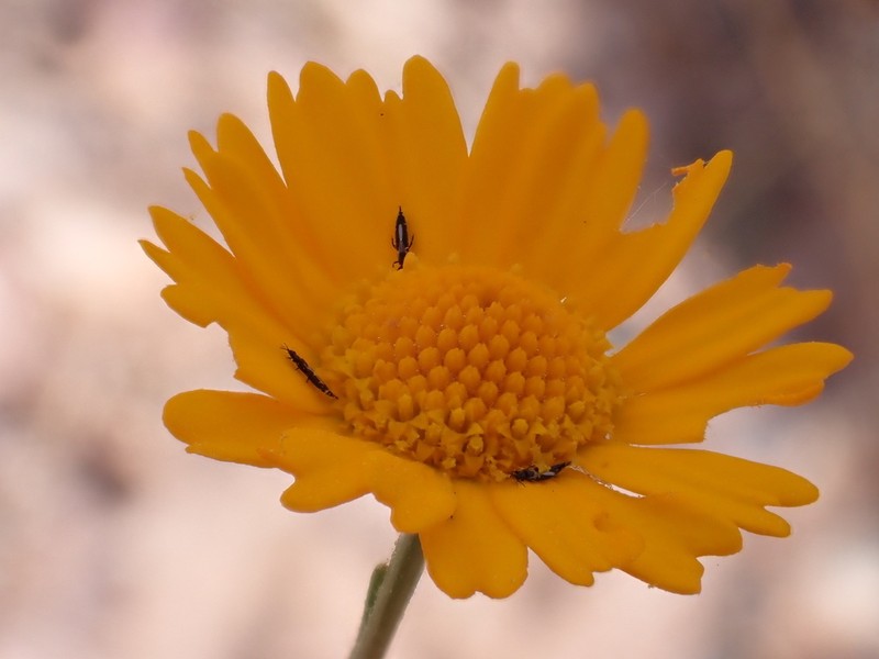 Cladanthus eriolepis photo 6