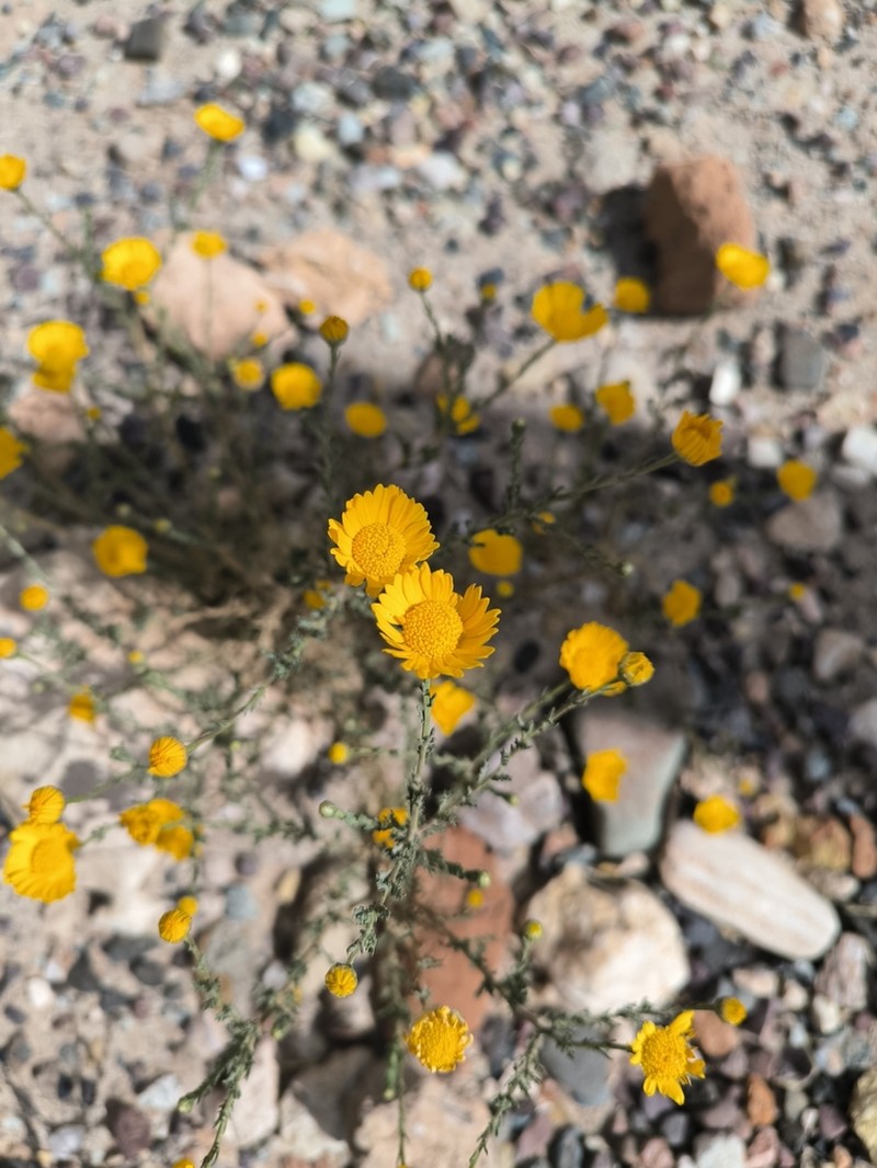 Cladanthus eriolepis photo 8