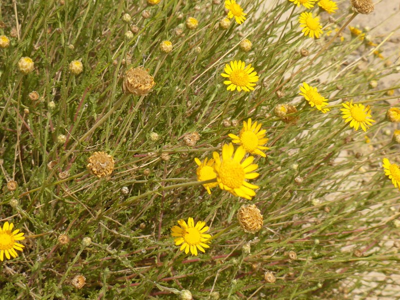 Cladanthus scariosus photo 2