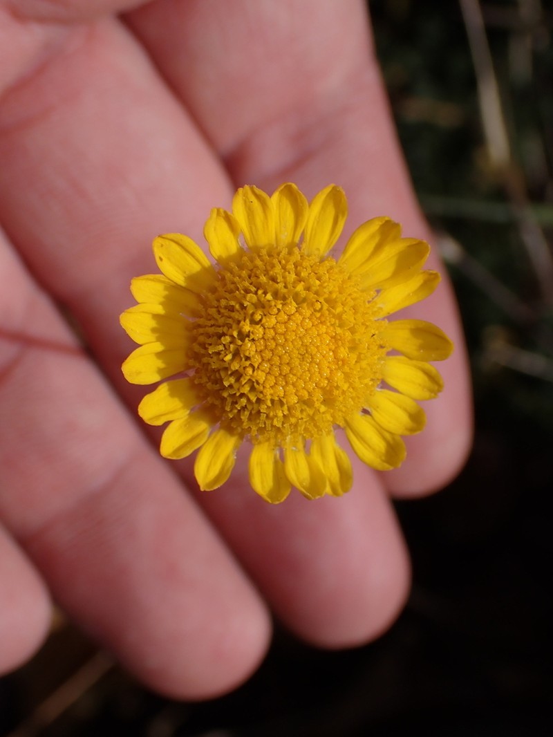 Cladanthus scariosus photo 3