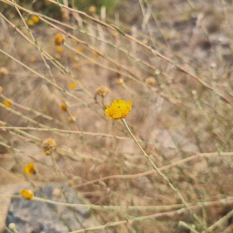 Cladanthus scariosus photo 5