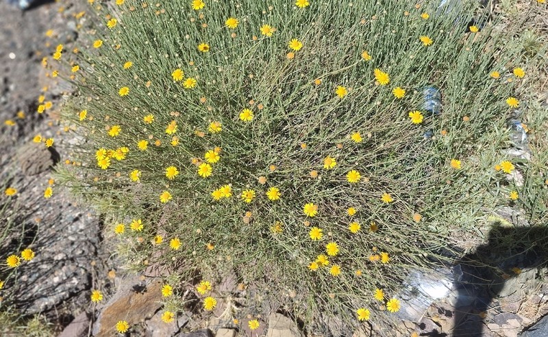 Cladanthus scariosus photo 7