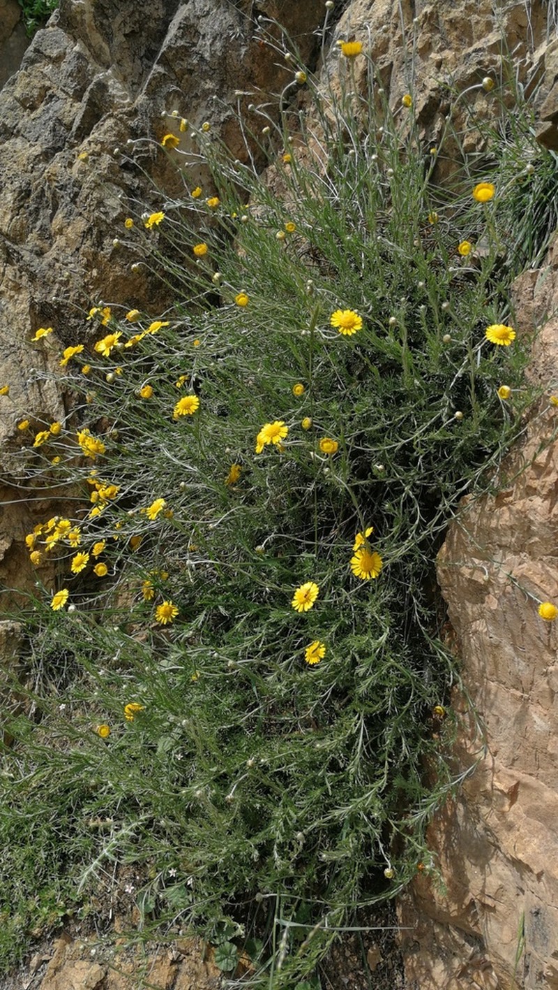 Cladanthus scariosus photo 8