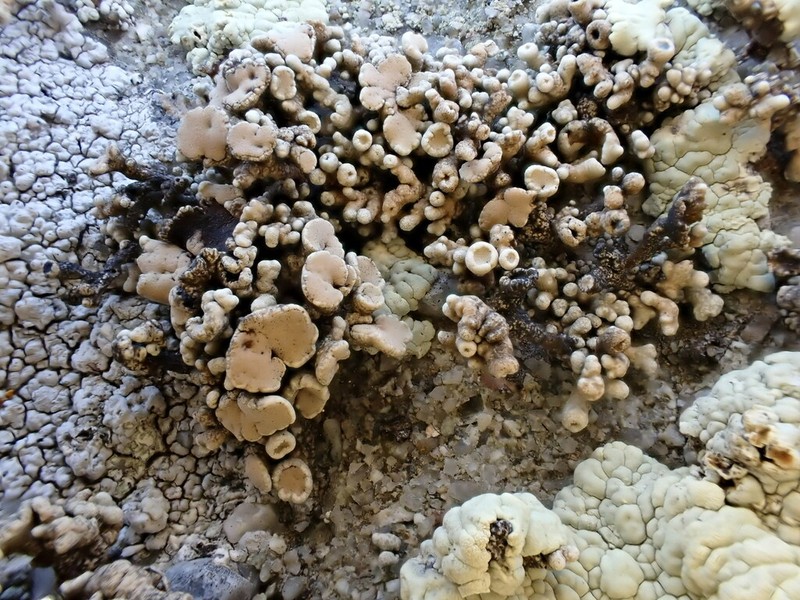 Bolander's Cladidium Lichen