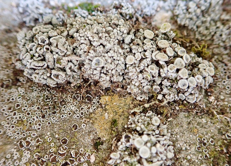 Bolander's Cladidium Lichen photo 2