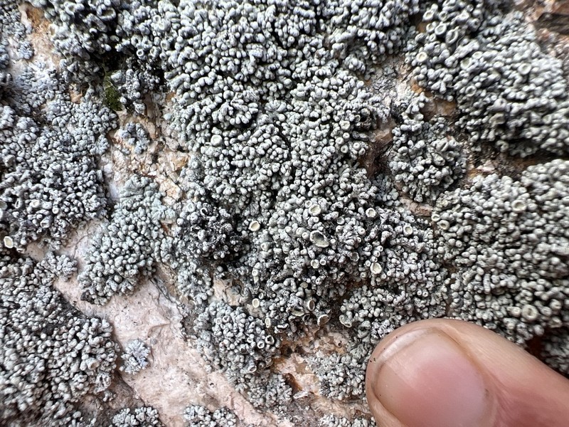 Bolander's Cladidium Lichen photo 3