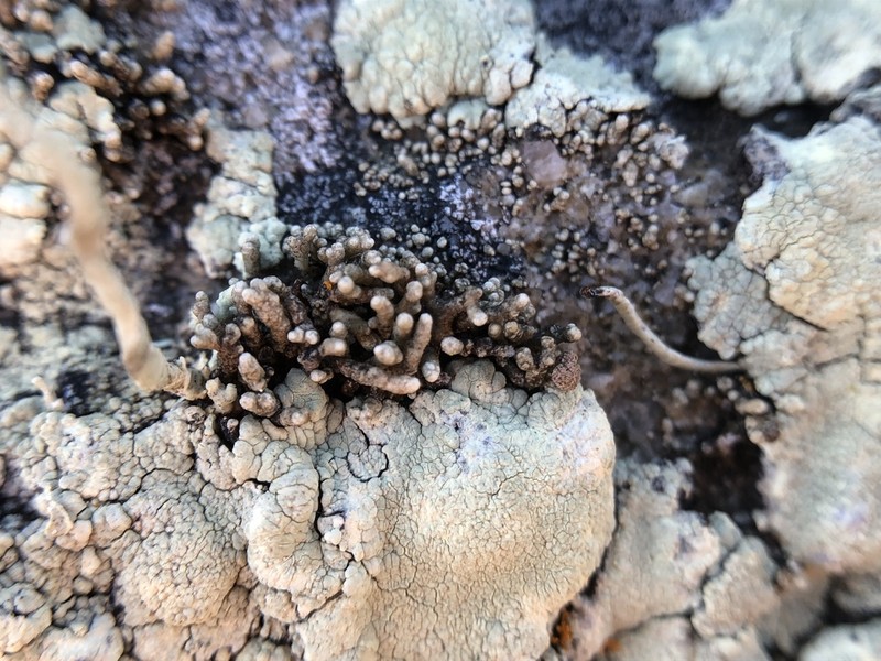 Bolander's Cladidium Lichen photo 4