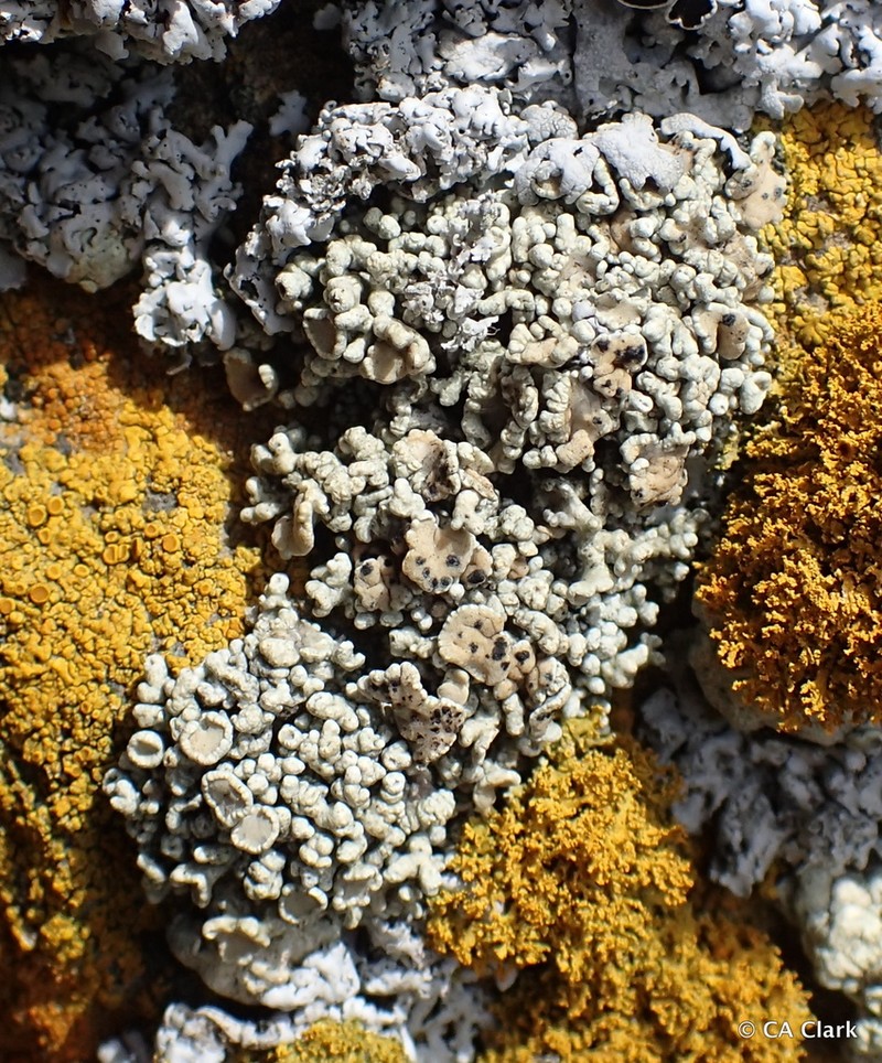 Bolander's Cladidium Lichen photo 5