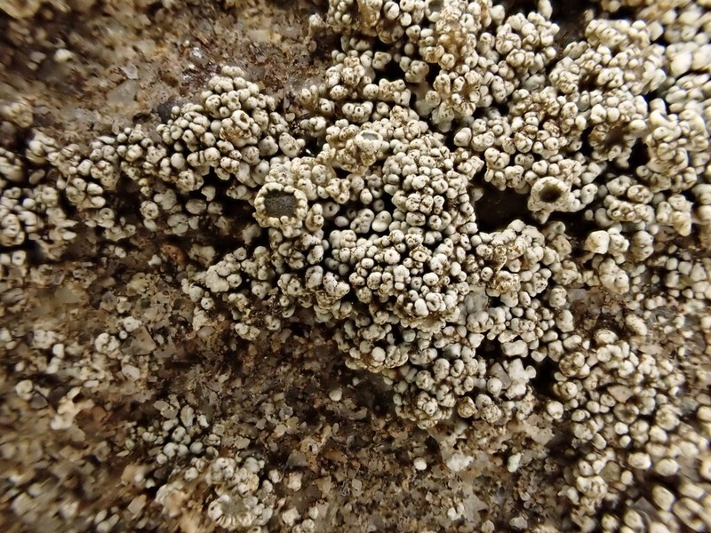 Bolander's Cladidium Lichen photo 6