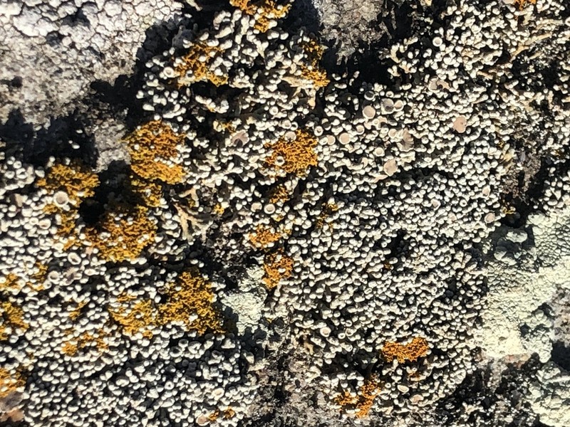 Bolander's Cladidium Lichen photo 7